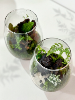 테라리움.png 이미지