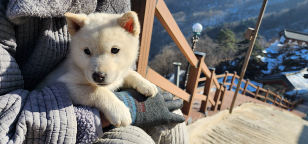 대원이-4.png 이미지